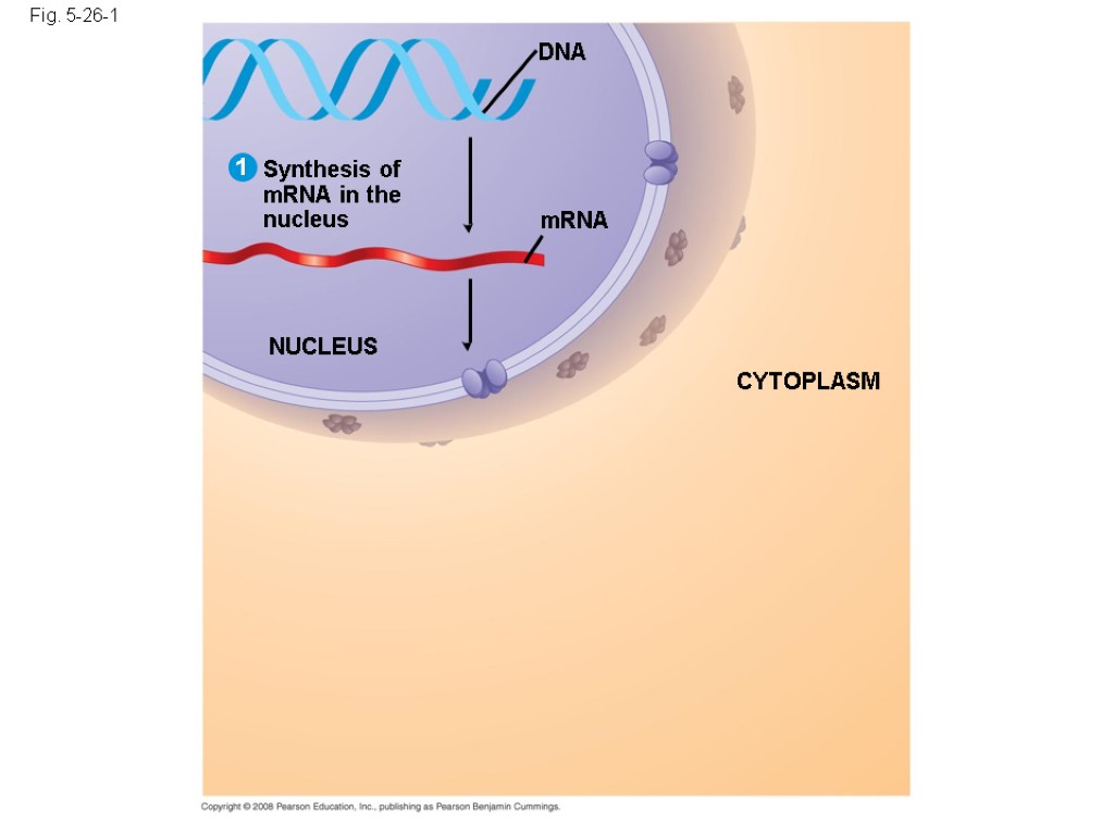 Fig. 5-26-1 mRNA Synthesis of mRNA in the nucleus DNA NUCLEUS CYTOPLASM 1